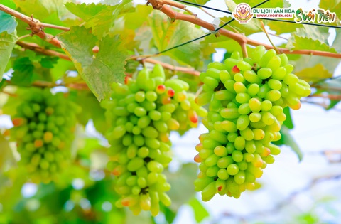 Nông trại Suối Tiên Farm - điểm tham quan du lịch mới lạ và hấp dẫn - Ảnh 2. Nông trại Suối Tiên Farm - điểm tham quan du lịch mới lạ và hấp dẫn - Ảnh 2.