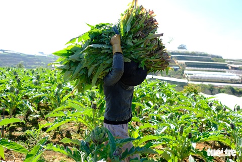 Langbiang thành vùng nông sản hữu cơ - Ảnh 2. Langbiang thành vùng nông sản hữu cơ - Ảnh 2.