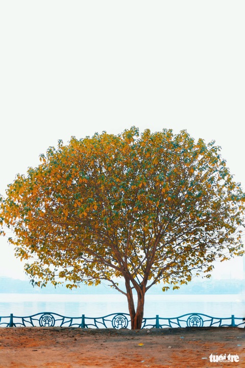 Công an truy tìm người chặt cây cô đơn nổi tiếng tại hồ Tây - Ảnh 2. Công an truy tìm người chặt cây cô đơn nổi tiếng tại hồ Tây - Ảnh 2.