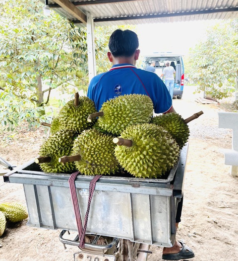 Việt Nam sắp xuất khẩu sầu riêng chính ngạch sang Trung Quốc - Ảnh 1. Việt Nam sắp xuất khẩu sầu riêng chính ngạch sang Trung Quốc - Ảnh 1.