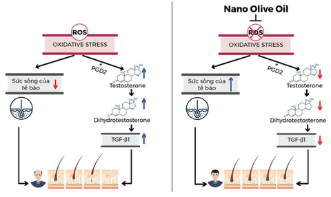 Dầu gội Wakamono chứa hoạt chất nano dầu olive - Ảnh 5. Dầu gội Wakamono chứa hoạt chất nano dầu olive - Ảnh 5.