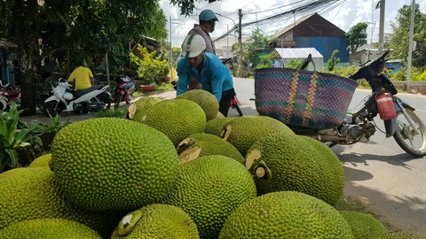 Nông dân khóc ròng với mít Thái - Ảnh 1. Nông dân khóc ròng với mít Thái - Ảnh 1.