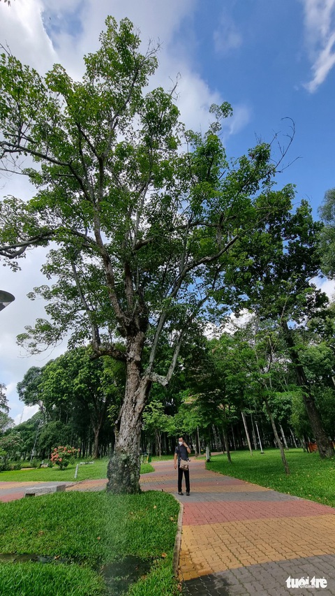 125 năm cao su cho vàng ở Việt Nam - Kỳ 1: Cao su cổ thụ giữa Sài Gòn - Ảnh 4. 125 năm cao su cho vàng ở Việt Nam - Kỳ 1: Cao su cổ thụ giữa Sài Gòn - Ảnh 4.