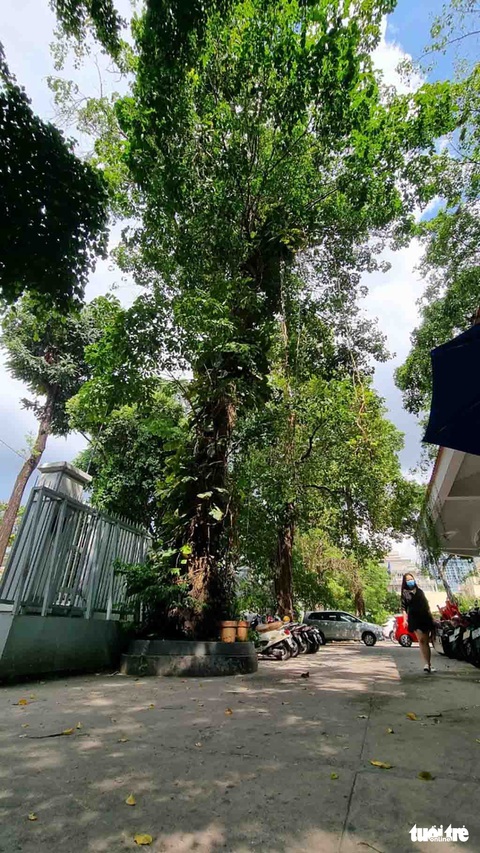 125 năm cao su cho vàng ở Việt Nam - Kỳ 1: Cao su cổ thụ giữa Sài Gòn - Ảnh 3. 125 năm cao su cho vàng ở Việt Nam - Kỳ 1: Cao su cổ thụ giữa Sài Gòn - Ảnh 3.