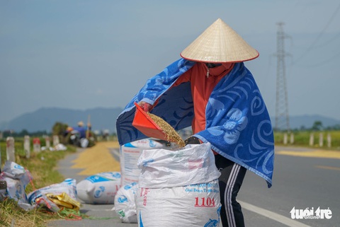 Người dân phơi thóc trên quốc lộ vì ‘không còn chỗ nào phơi’ - Ảnh 2. Người dân phơi thóc trên quốc lộ vì ‘không còn chỗ nào phơi’ - Ảnh 2.