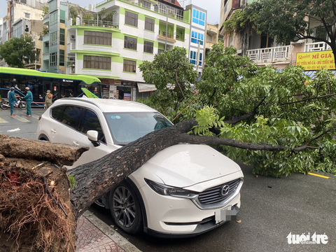 TP.HCM muốn siêu âm cây, tìm khiếm khuyết ngăn cây ngã - Ảnh 1. TP.HCM muốn siêu âm cây, tìm khiếm khuyết ngăn cây ngã - Ảnh 1.