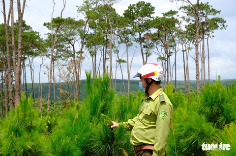 Cưỡng chế thu hồi đất rừng thông bị lấn chiếm dọc quốc lộ 28 - Ảnh 4. Cưỡng chế thu hồi đất rừng thông bị lấn chiếm dọc quốc lộ 28 - Ảnh 4.