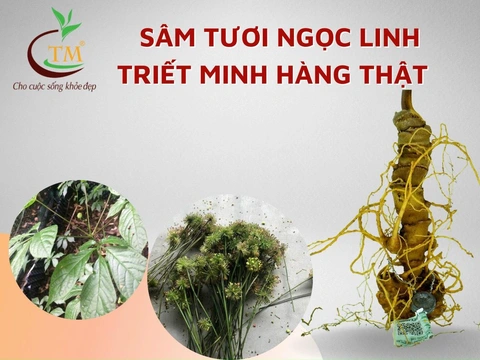 Sâm Ngọc Linh – Báu vật cho sức khỏe, mua ở đâu? - Ảnh 3. Sâm Ngọc Linh – Báu vật cho sức khỏe, mua ở đâu? - Ảnh 3.
