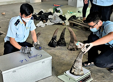 Lập công ty ‘ma’ để nhập ngà voi, xương sư tử, sừng tê giác từ châu Phi - Ảnh 1. Lập công ty ‘ma’ để nhập ngà voi, xương sư tử, sừng tê giác từ châu Phi - Ảnh 1.