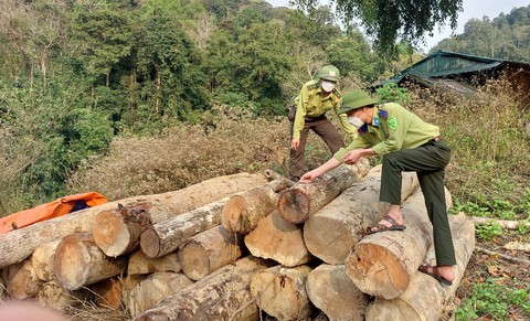 Khởi tố vụ phá rừng ở vùng cao Thanh Hóa - Ảnh 2. Khởi tố vụ phá rừng ở vùng cao Thanh Hóa - Ảnh 2.