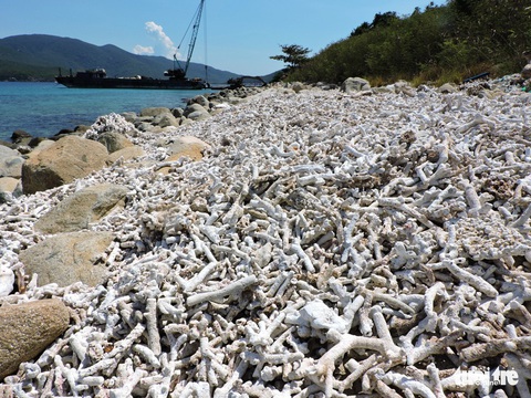 Vụ san hô chết: tạm ngừng bơi, lặn quanh đảo Hòn Mun, Nha Trang từ 27-6 - Ảnh 1. Vụ san hô chết: tạm ngừng bơi, lặn quanh đảo Hòn Mun, Nha Trang từ 27-6 - Ảnh 1.