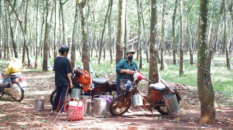 125 năm cao su cho vàng ở Việt Nam - Kỳ 7: Những dòng họ nhiều đời dưới tán cao su - Ảnh 3. 125 năm cao su cho vàng ở Việt Nam - Kỳ 7: Những dòng họ nhiều đời dưới tán cao su - Ảnh 3.