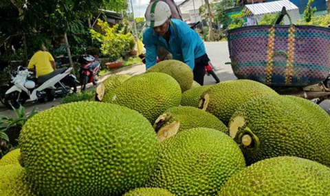 Để cây trái Tây Nam Bộ cất cánh - Ảnh 1. Để cây trái Tây Nam Bộ cất cánh - Ảnh 1.
