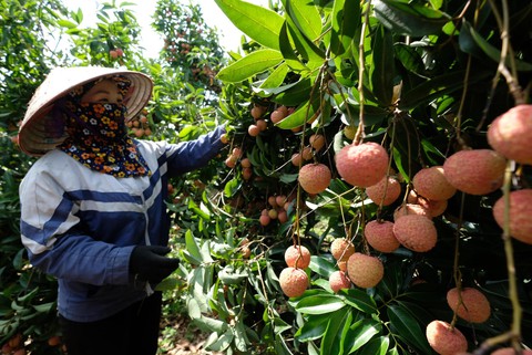 Giá cả hằng ngày 25-6: Chợ lẻ tham gia chương trình giảm giá; Giá heo hơi vượt 60.000 đồng/kg - Ảnh 3. Giá cả hằng ngày 25-6: Chợ lẻ tham gia chương trình giảm giá; Giá heo hơi vượt 60.000 đồng/kg - Ảnh 3.