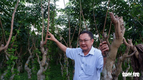 125 năm cao su cho vàng ở Việt Nam - Kỳ 8: RRIV - Vành nôi của giống cao su Việt Nam - Ảnh 3. 125 năm cao su cho vàng ở Việt Nam - Kỳ 8: RRIV - Vành nôi của giống cao su Việt Nam - Ảnh 3.