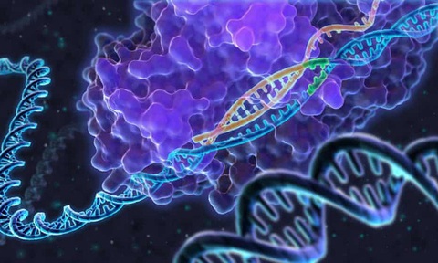 Chỉnh sửa gene phôi thai để chọn chiều cao, màu mắt... cho con? - Ảnh 1. Chỉnh sửa gene phôi thai để chọn chiều cao, màu mắt... cho con? - Ảnh 1.