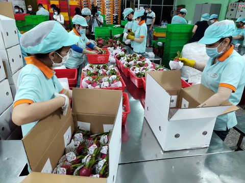 Tin sáng 27-6: Bộ Y tế kiểm tra phòng chống sốt xuất huyết tại TP.HCM; Thanh long tăng giá trở lại - Ảnh 3. Tin sáng 27-6: Bộ Y tế kiểm tra phòng chống sốt xuất huyết tại TP.HCM; Thanh long tăng giá trở lại - Ảnh 3.