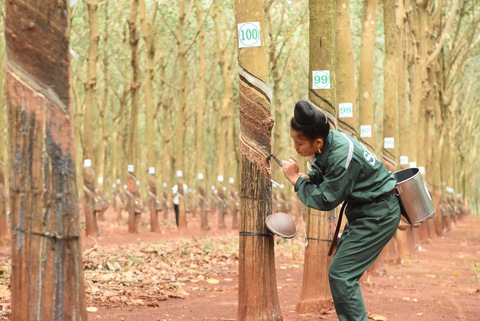 125 năm cao su cho vàng ở Việt Nam - Kỳ 9: 15 phút cạo 100 cây cao su chính xác từng 0,1 milimet - Ảnh 1. 125 năm cao su cho vàng ở Việt Nam - Kỳ 9: 15 phút cạo 100 cây cao su chính xác từng 0,1 milimet - Ảnh 1.