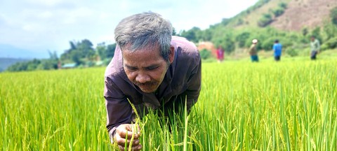 Gieo lúa ngon nhất thế giới trên núi đồi - Ảnh 3. Gieo lúa ngon nhất thế giới trên núi đồi - Ảnh 3.