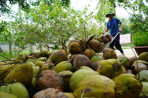 Giá cả hằng ngày 28-6: Giá cám tăng lần thứ 16; Giá gà cao kỷ lục; Nhiều nông sản giảm giá - Ảnh 2. Giá cả hằng ngày 28-6: Giá cám tăng lần thứ 16; Giá gà cao kỷ lục; Nhiều nông sản giảm giá - Ảnh 2.