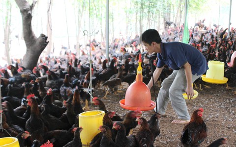 Giá cả hằng ngày 28-6: Giá cám tăng lần thứ 16; Giá gà cao kỷ lục; Nhiều nông sản giảm giá - Ảnh 1. Giá cả hằng ngày 28-6: Giá cám tăng lần thứ 16; Giá gà cao kỷ lục; Nhiều nông sản giảm giá - Ảnh 1.