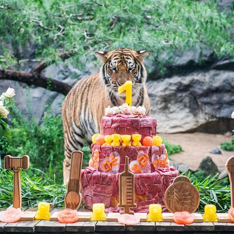 Tiệc thôi nôi hoành tráng của 5 chú hổ con tại công viên giải trí - Ảnh 1.