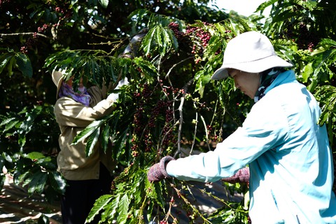 Giá cả hằng ngày 28-6: Giá cám tăng lần thứ 16; Giá gà cao kỷ lục; Nhiều nông sản giảm giá - Ảnh 4. Giá cả hằng ngày 28-6: Giá cám tăng lần thứ 16; Giá gà cao kỷ lục; Nhiều nông sản giảm giá - Ảnh 4.
