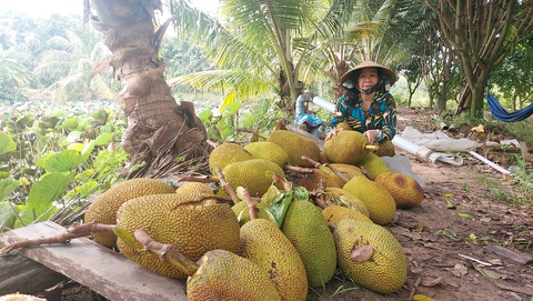 Tìm hiểu nguyên nhân lúa lép, mít vàng vỏ - Ảnh 1. Tìm hiểu nguyên nhân lúa lép, mít vàng vỏ - Ảnh 1.