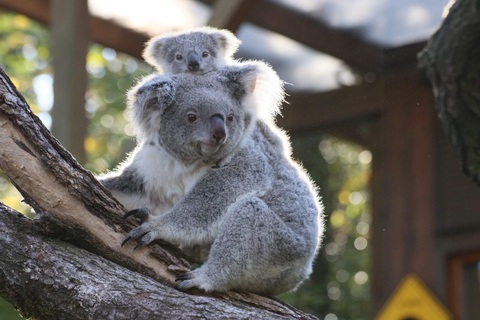 Úc phát hiện nơi trú ẩn mới của gấu koala - Ảnh 1. Úc phát hiện nơi trú ẩn mới của gấu koala - Ảnh 1.