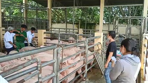 Làm giả giấy kiểm dịch để chuyển lô heo thịt từ Đồng Nai về Sóc Trăng - Ảnh 2. Làm giả giấy kiểm dịch để chuyển lô heo thịt từ Đồng Nai về Sóc Trăng - Ảnh 2.