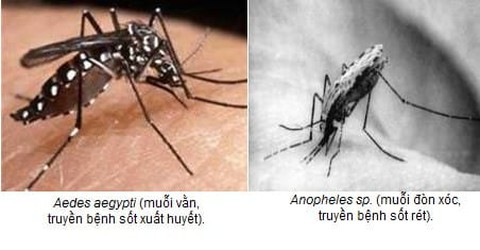 Bệnh sốt rét ở TP.HCM: Nguy cơ lây lan rất thấp, đã loại trừ từ năm 2020 - Ảnh 1. Bệnh sốt rét ở TP.HCM: Nguy cơ lây lan rất thấp, đã loại trừ từ năm 2020 - Ảnh 1.