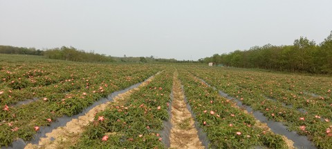 ‘Đánh thức’ giống sâm quý tại Quảng Bình - Ảnh 2. ‘Đánh thức’ giống sâm quý tại Quảng Bình - Ảnh 2.