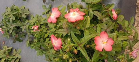 ‘Đánh thức’ giống sâm quý tại Quảng Bình - Ảnh 1. ‘Đánh thức’ giống sâm quý tại Quảng Bình - Ảnh 1.