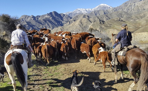 New Zealand sẽ là nước đầu tiên buộc nông dân trả tiền khí thải trong chăn nuôi - Ảnh 1. New Zealand sẽ là nước đầu tiên buộc nông dân trả tiền khí thải trong chăn nuôi - Ảnh 1.