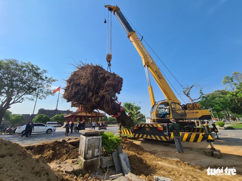Đưa phần ngọn của cụ cây xà cừ hơn 150 tuổi trước Phu Văn Lâu ở Huế vào bảo tàng - Ảnh 2. Đưa phần ngọn của cụ cây xà cừ hơn 150 tuổi trước Phu Văn Lâu ở Huế vào bảo tàng - Ảnh 2.