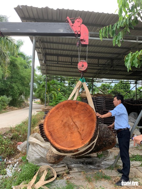 Đưa phần ngọn của cụ cây xà cừ hơn 150 tuổi trước Phu Văn Lâu ở Huế vào bảo tàng - Ảnh 1. Đưa phần ngọn của cụ cây xà cừ hơn 150 tuổi trước Phu Văn Lâu ở Huế vào bảo tàng - Ảnh 1.