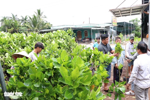 Giá cả hằng ngày 12-7: Xuất hiện gạo ST25 giảm giá đến 40%; 3 kiểu lừa đảo bán hàng online - Ảnh 3. Giá cả hằng ngày 12-7: Xuất hiện gạo ST25 giảm giá đến 40%; 3 kiểu lừa đảo bán hàng online - Ảnh 3.