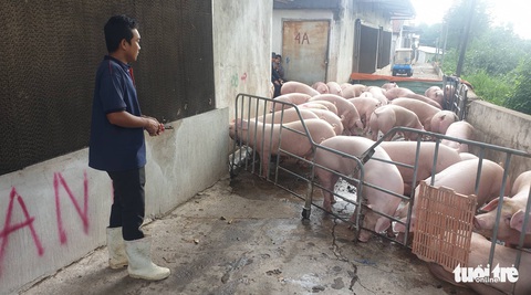 Giá cả hằng ngày 12-7: Xuất hiện gạo ST25 giảm giá đến 40%; 3 kiểu lừa đảo bán hàng online - Ảnh 7. Giá cả hằng ngày 12-7: Xuất hiện gạo ST25 giảm giá đến 40%; 3 kiểu lừa đảo bán hàng online - Ảnh 7.