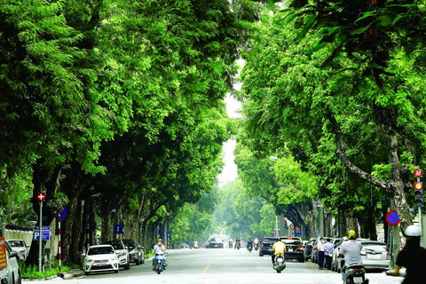 Nếu quả sấu biết kể chuyện đời mình - Ảnh 1.