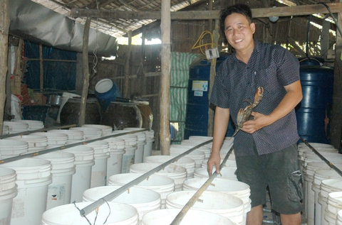 Ông giáo nuôi cua biển trong thùng nhựa - Ảnh 1. Ông giáo nuôi cua biển trong thùng nhựa - Ảnh 1.