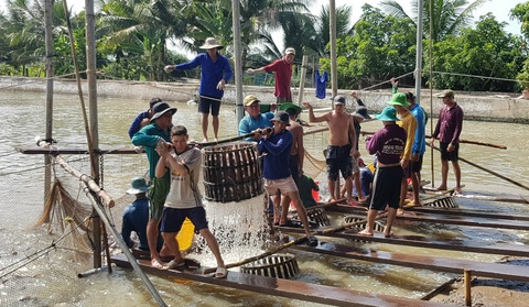 Giá cá tra tăng lên, 27.000 - 28.000 đồng/kg, chi phí bà con nuôi gần 30.000 đồng/kg - Ảnh 1. Giá cá tra tăng lên, 27.000 - 28.000 đồng/kg, chi phí bà con nuôi gần 30.000 đồng/kg - Ảnh 1.