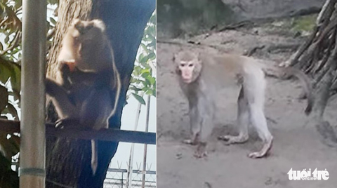 Khỉ quậy phá, trộm trứng gà nhà dân ở Củ Chi - Ảnh 1. Khỉ quậy phá, trộm trứng gà nhà dân ở Củ Chi - Ảnh 1.