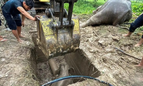 Cuộc giải cứu kịch tính voi con rơi xuống hố thoát nước ở Thái Lan - Ảnh 2. Cuộc giải cứu kịch tính voi con rơi xuống hố thoát nước ở Thái Lan - Ảnh 2.