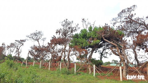 Thông cổ thụ tại đồi cỏ hồng Đak Đoa chết hàng loạt - Ảnh 3. Thông cổ thụ tại đồi cỏ hồng Đak Đoa chết hàng loạt - Ảnh 3.
