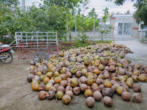 Giá cả hằng ngày 19-7: Siêu thị sale trái cây rau củ để hạ nhiệt; giá heo hơi tăng cao - Ảnh 8. Giá cả hằng ngày 19-7: Siêu thị sale trái cây rau củ để hạ nhiệt; giá heo hơi tăng cao - Ảnh 8.
