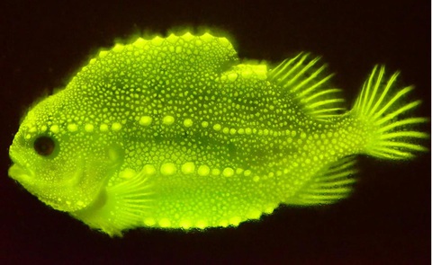 Độc đáo cá phát sáng neon dưới tia UV - Ảnh 1. Độc đáo cá phát sáng neon dưới tia UV - Ảnh 1.