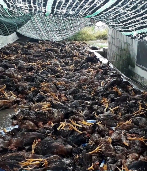 Gần 6.000 con gà trong trang trại bị sét đánh chết - Ảnh 1. Gần 6.000 con gà trong trang trại bị sét đánh chết - Ảnh 1.