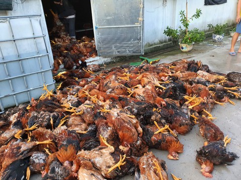 Gần 6.000 con gà trong trang trại bị sét đánh chết - Ảnh 2. Gần 6.000 con gà trong trang trại bị sét đánh chết - Ảnh 2.