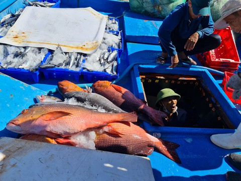 Quảng Ngãi vận động ngân hàng khoanh nợ, giãn nợ để tàu cá vươn khơi - Ảnh 3. Quảng Ngãi vận động ngân hàng khoanh nợ, giãn nợ để tàu cá vươn khơi - Ảnh 3.
