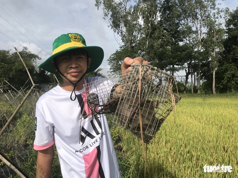 Chuột đồng nướng sa tế chấm chao - mỹ vị nhân gian phải tự mình nếm trải... - Ảnh 1. Chuột đồng nướng sa tế chấm chao - mỹ vị nhân gian phải tự mình nếm trải... - Ảnh 1.